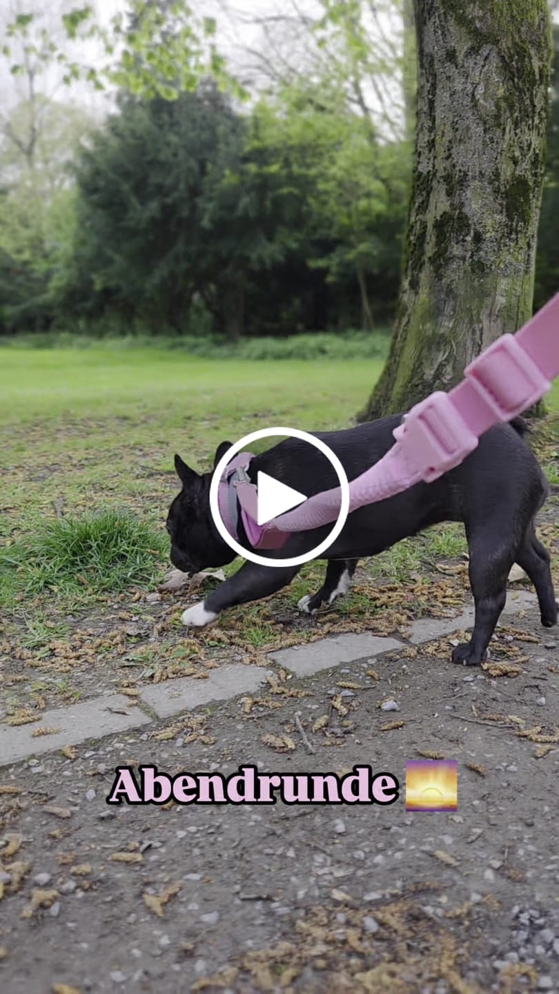 Customer video review of Cushioned Martingale Collar - Pink