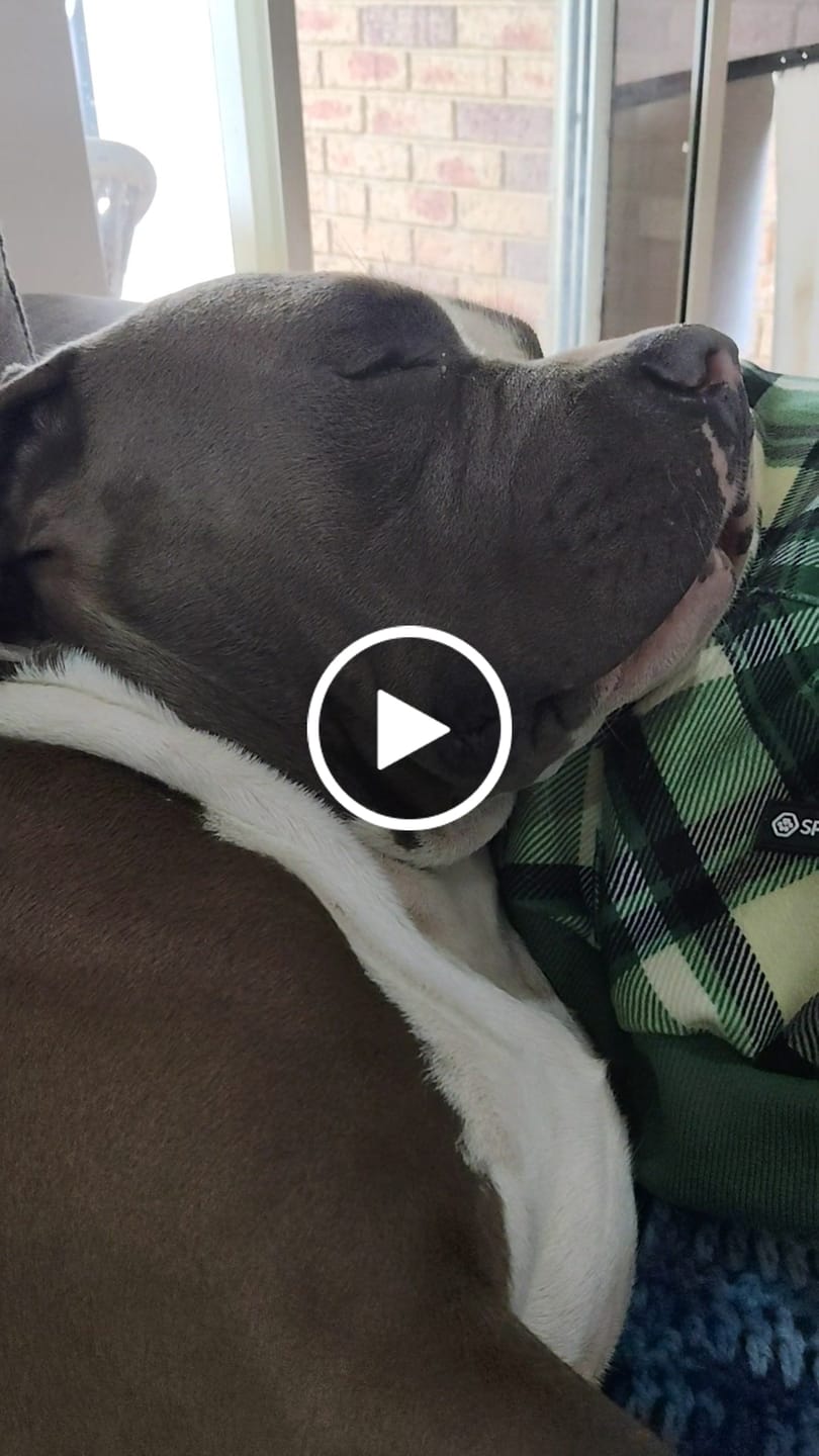 Customer video review of Plaid Dog Hoodies