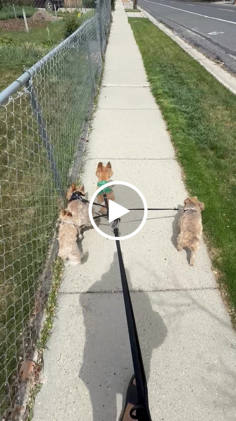 Customer video review of Solace 6-IN-1 Hands Free Waterproof Leash