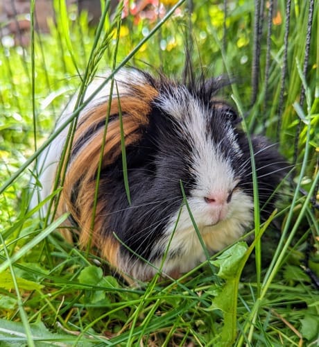 Customer photo review of Meadow Hay Box