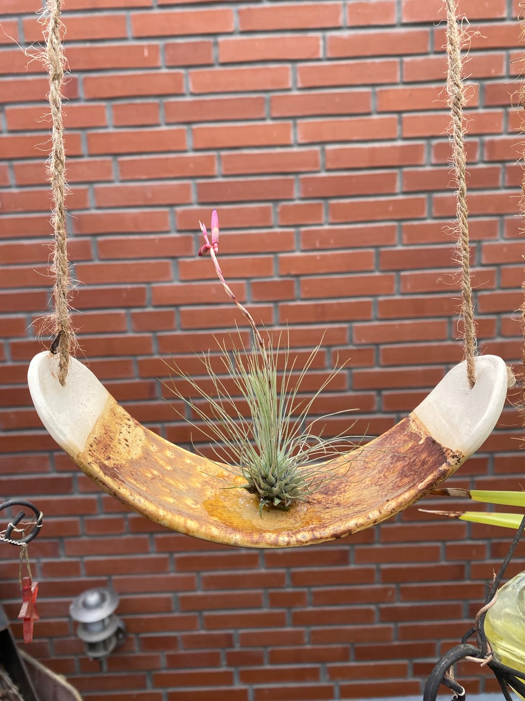 Customer photo review of Tillandsia argentea