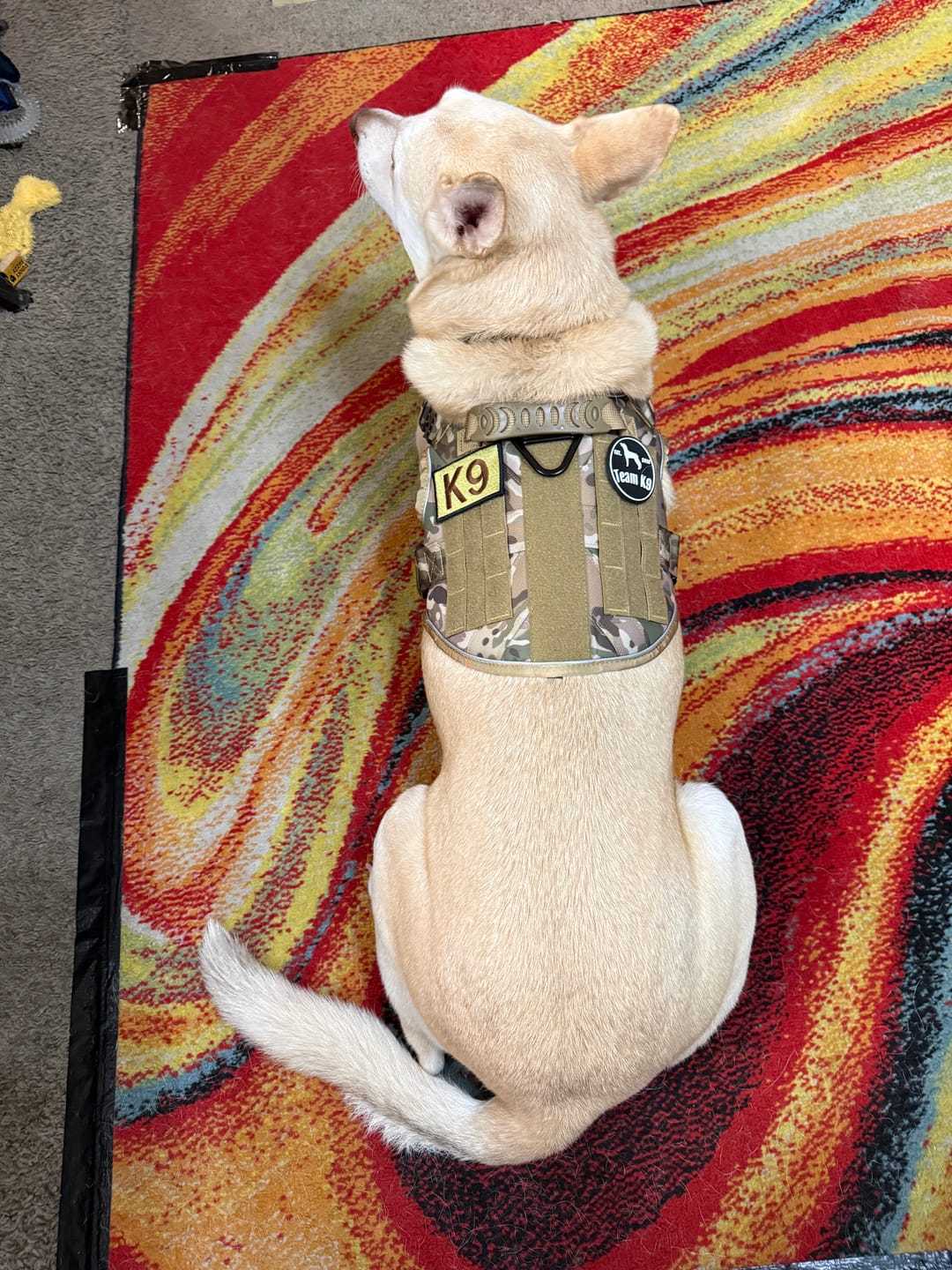 Customer photo review of Custom Hook & Loop Patch For Harness (1 Pair)