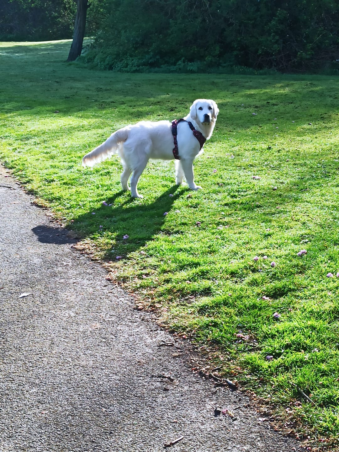Customer photo review of Tough Trails™ Harness - Mable's Meadow
