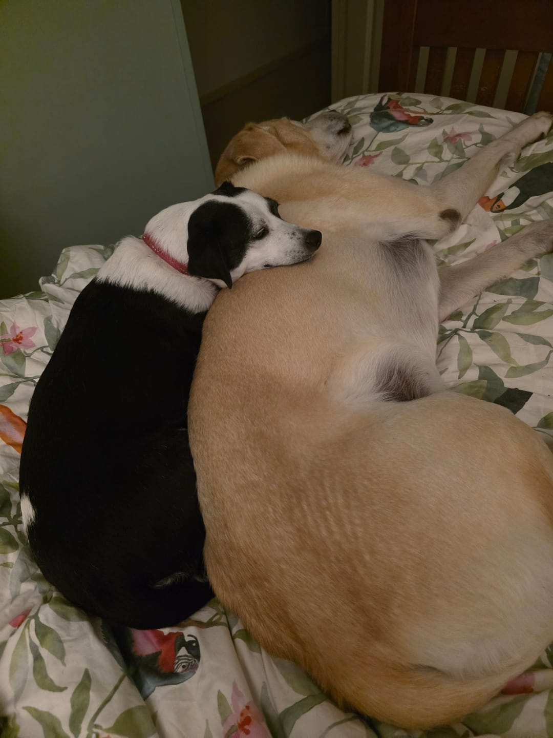 Customer photo review of NexGard SPECTRA for Medium Dogs 7.6-15kg