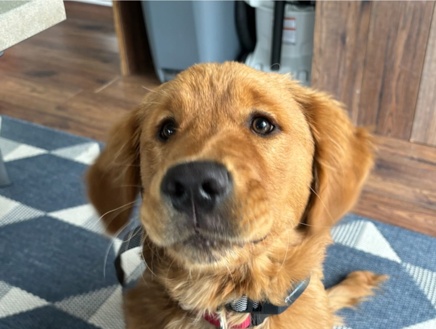 Customer photo review of Horizon Taiga - Nourriture pour chien économique 35 lbs