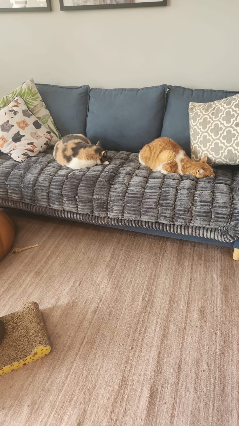 Customer photo review of Majestuoso · Protector Premium para Sofá