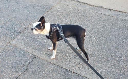Customer photo review of Extendable Dog Leash