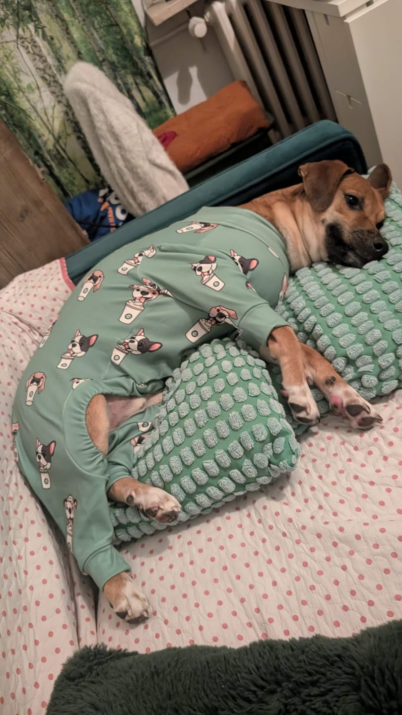 Customer photo review of Dog Pajama Prints