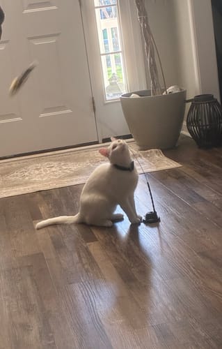 Customer photo review of Interactive Bird Simulation Cat Toy Set (Chirping Edition)