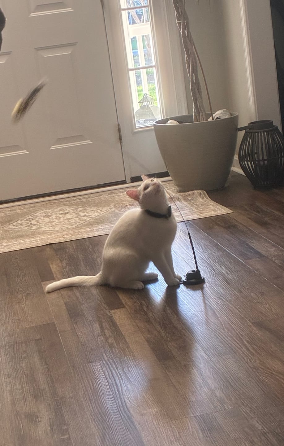 Customer photo review of Interactive Bird Simulation Cat Toy Set (Chirping Edition)