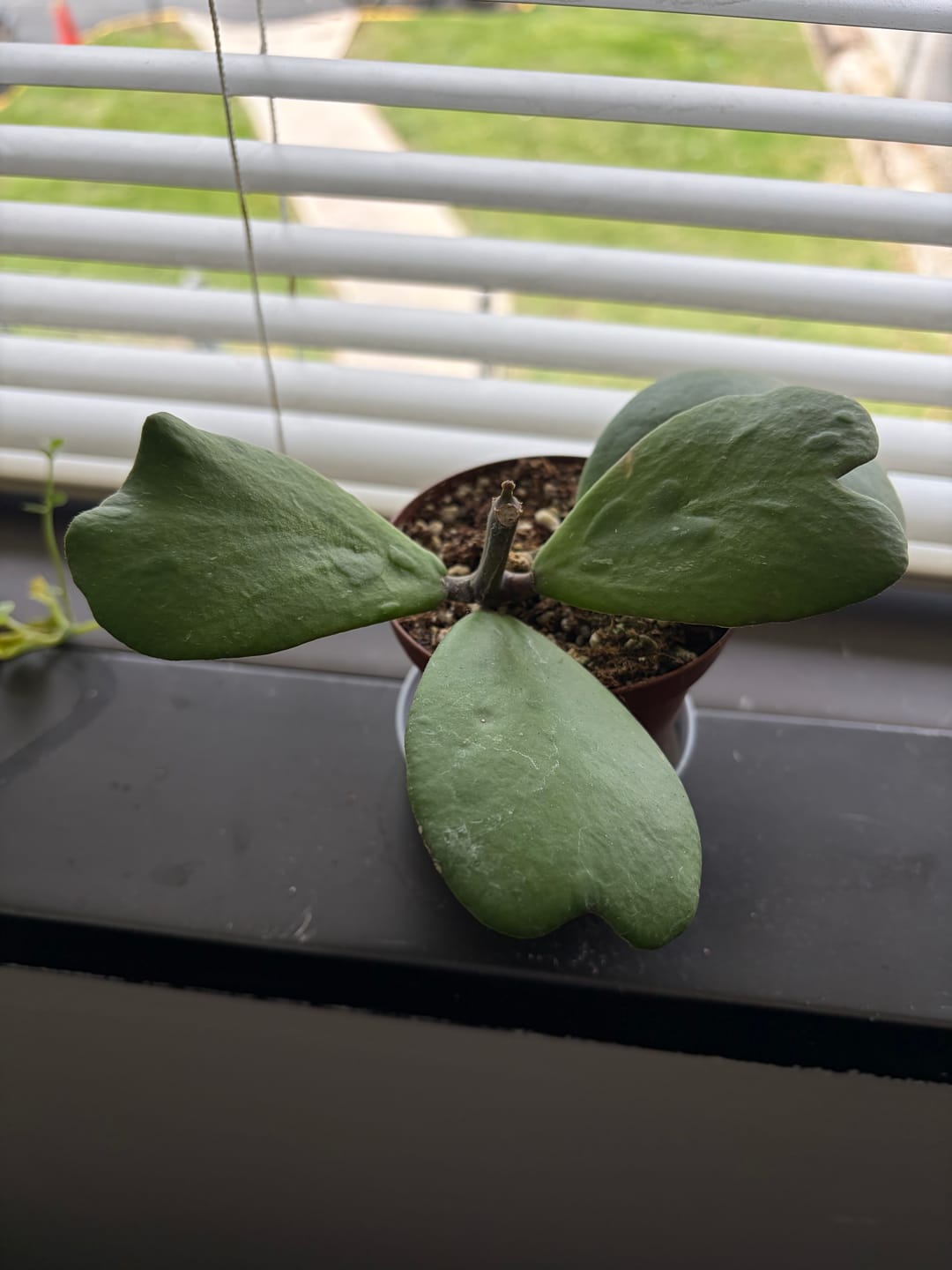 Customer photo review of Hoya kerrii