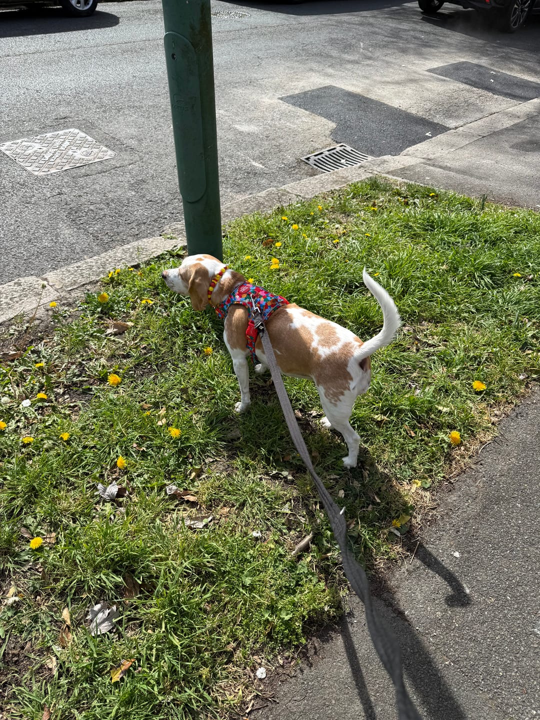 Customer photo review of Disney© Tough Trails™ Harness - Winnie Goes Retro