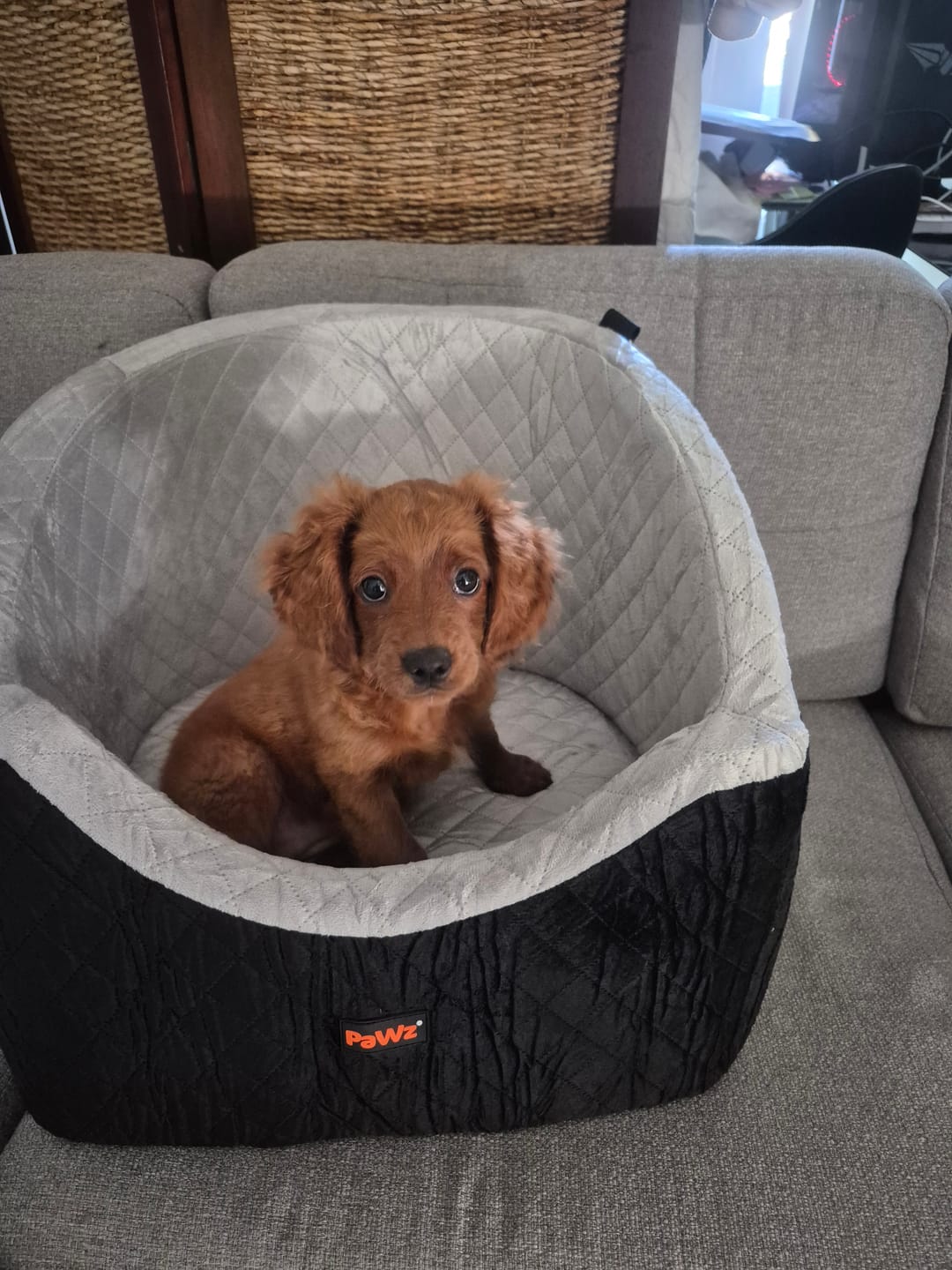 Customer photo review of Dog Car Booster Seat