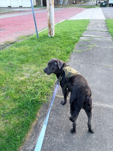 Customer's dark dog wearing the olive green Team K9 Dog Harness, walking calmly on a sidewalk.