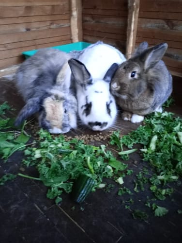 Customer photo review of Meadow Hay Box