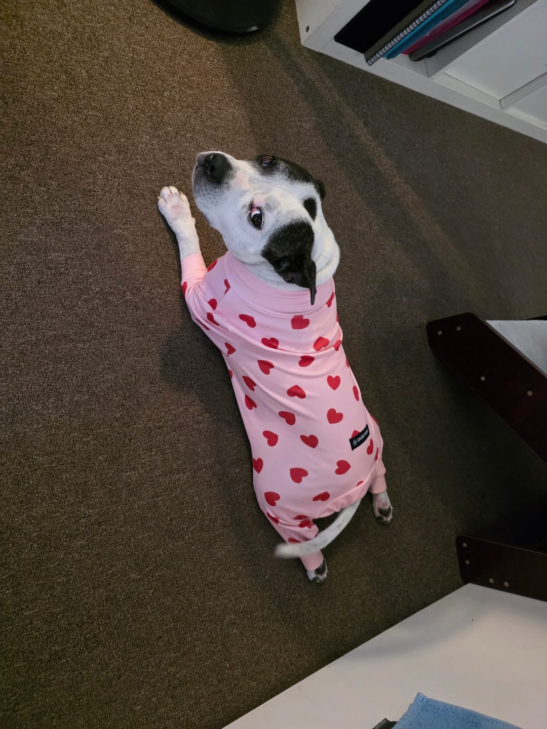 Customer photo review of Dog Pajama - Pink Hearts