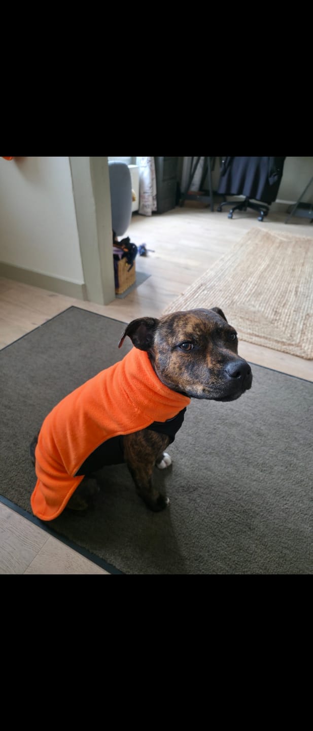 Customer photo review of Staffordshire Bull Terrier 1935® Fleece Coat - Orange