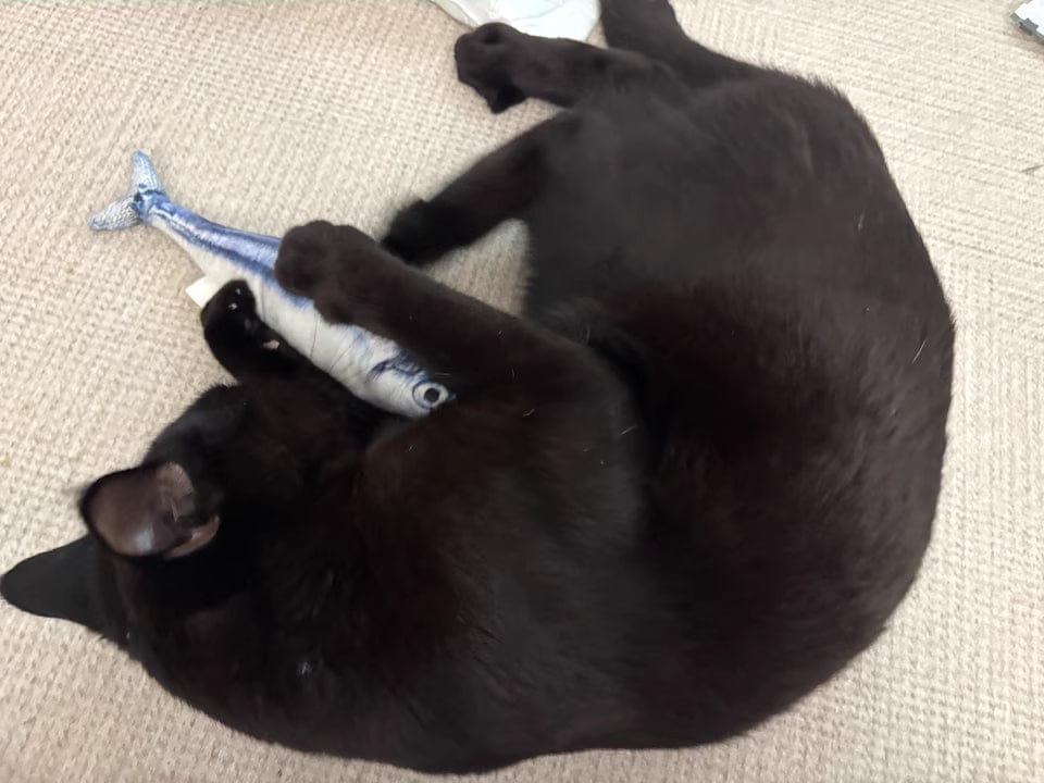 Customer photo review of 100% Natural Catnip Cat Toy