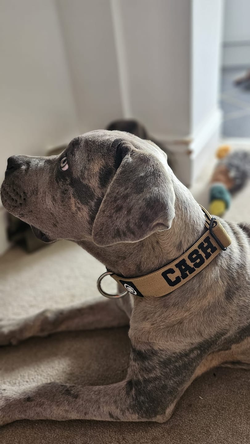 Customer photo review of 4cm Combat® Collar | Rated Clip - NO HANDLE - Tan