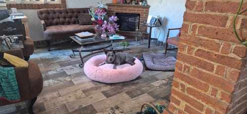 El perro de un cliente descansa en la Cama Antiestrés para Perros rosa y redonda en una sala.