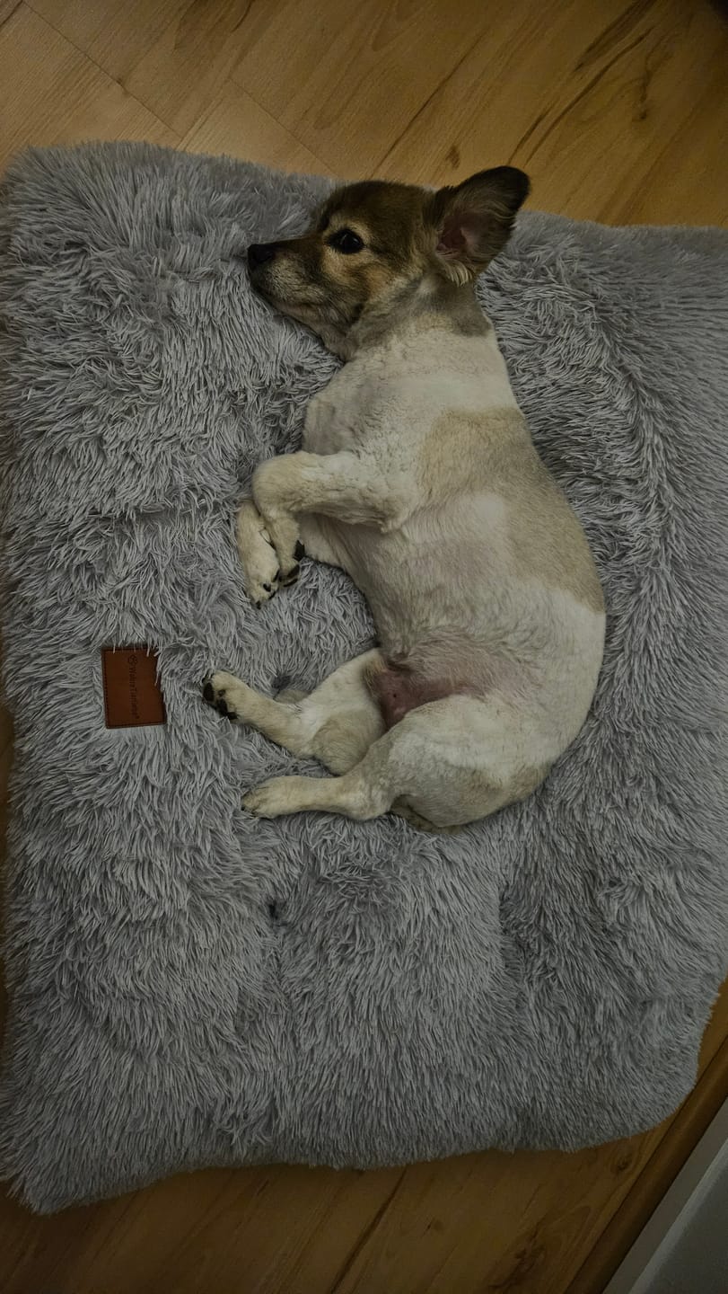 Customer photo review of Premium Hundekissen "Fluffy"
