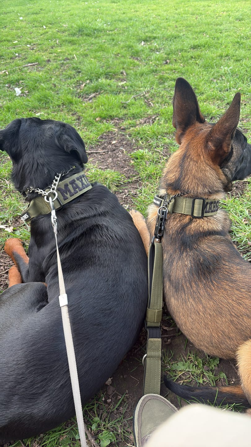 Customer photo review of 4cm Combat® Collar | Handle & Rated Clip -  Khaki