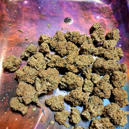 Customer photo review of Blueberry Muffin THCA Flower
