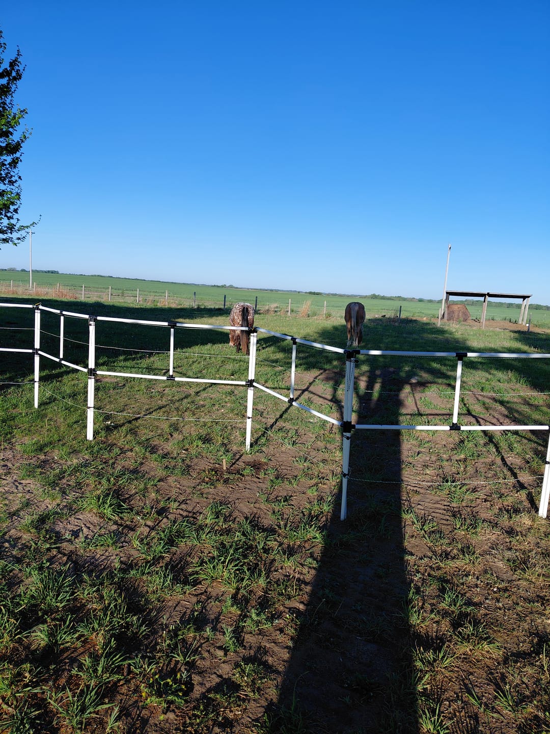 Customer photo review of BOGO Ready Made Portable Electric Horse Corral Fencing: (Electric EconoLine 8x2 = 16 Panels; 2 Rails)