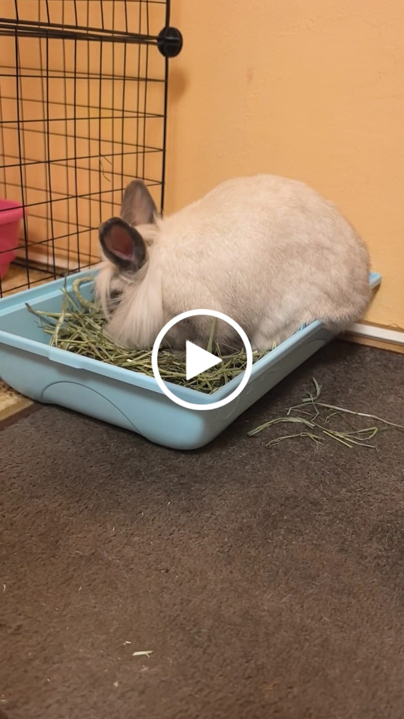 Customer video review of Try Me - First and Second Cut Ultra Premium Timothy Hay Starter Pack