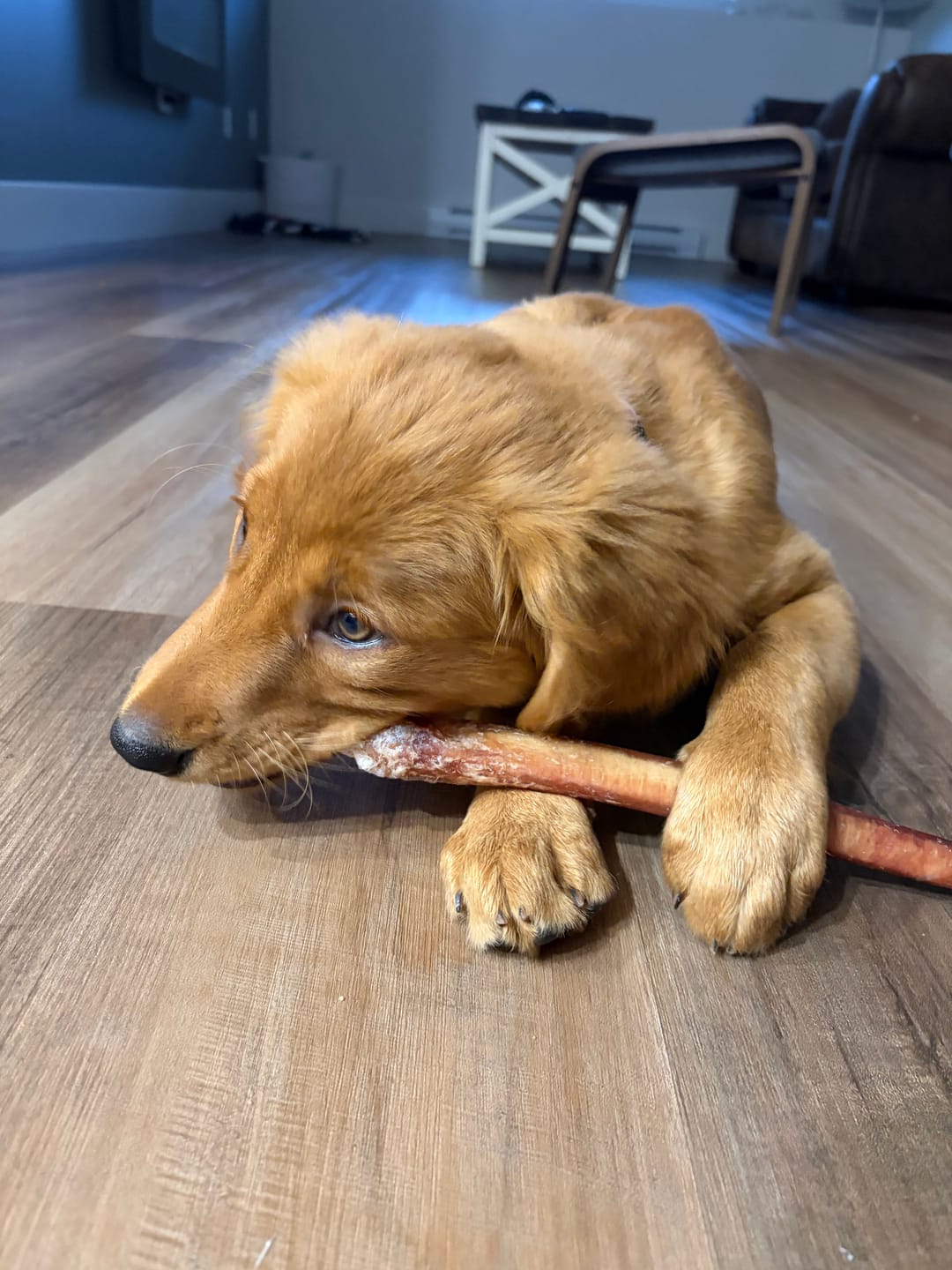 Customer photo review of 12 Inch Jumbo Bully Stick