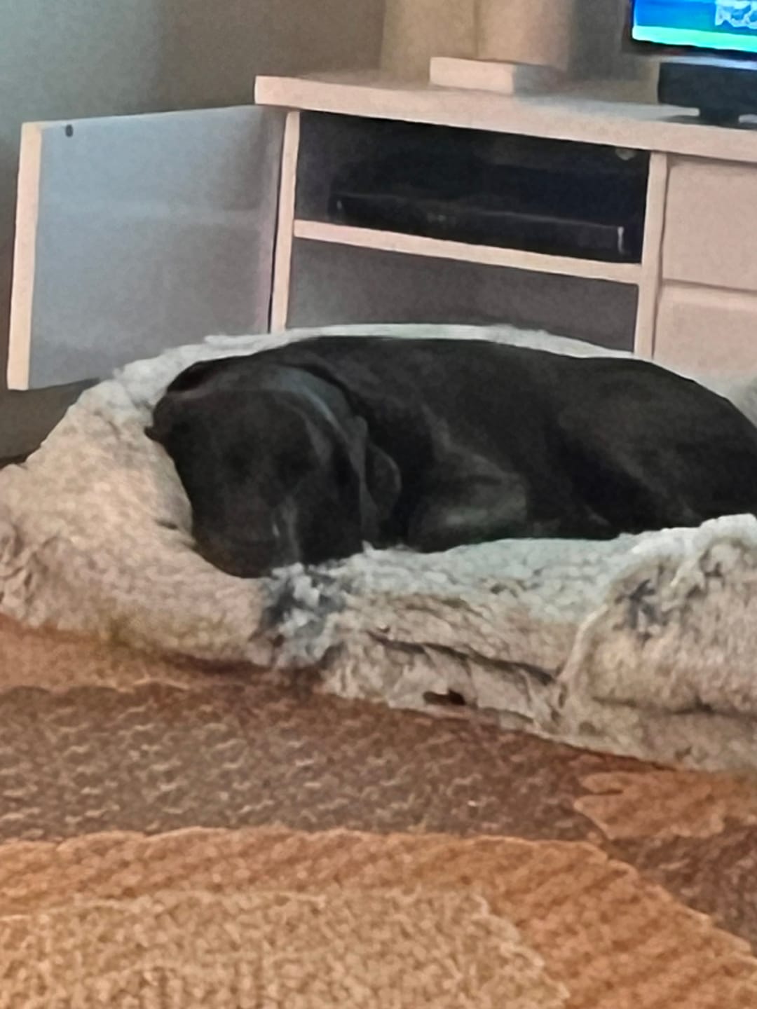 Customer photo review of Pet Orthopaedic Bed
