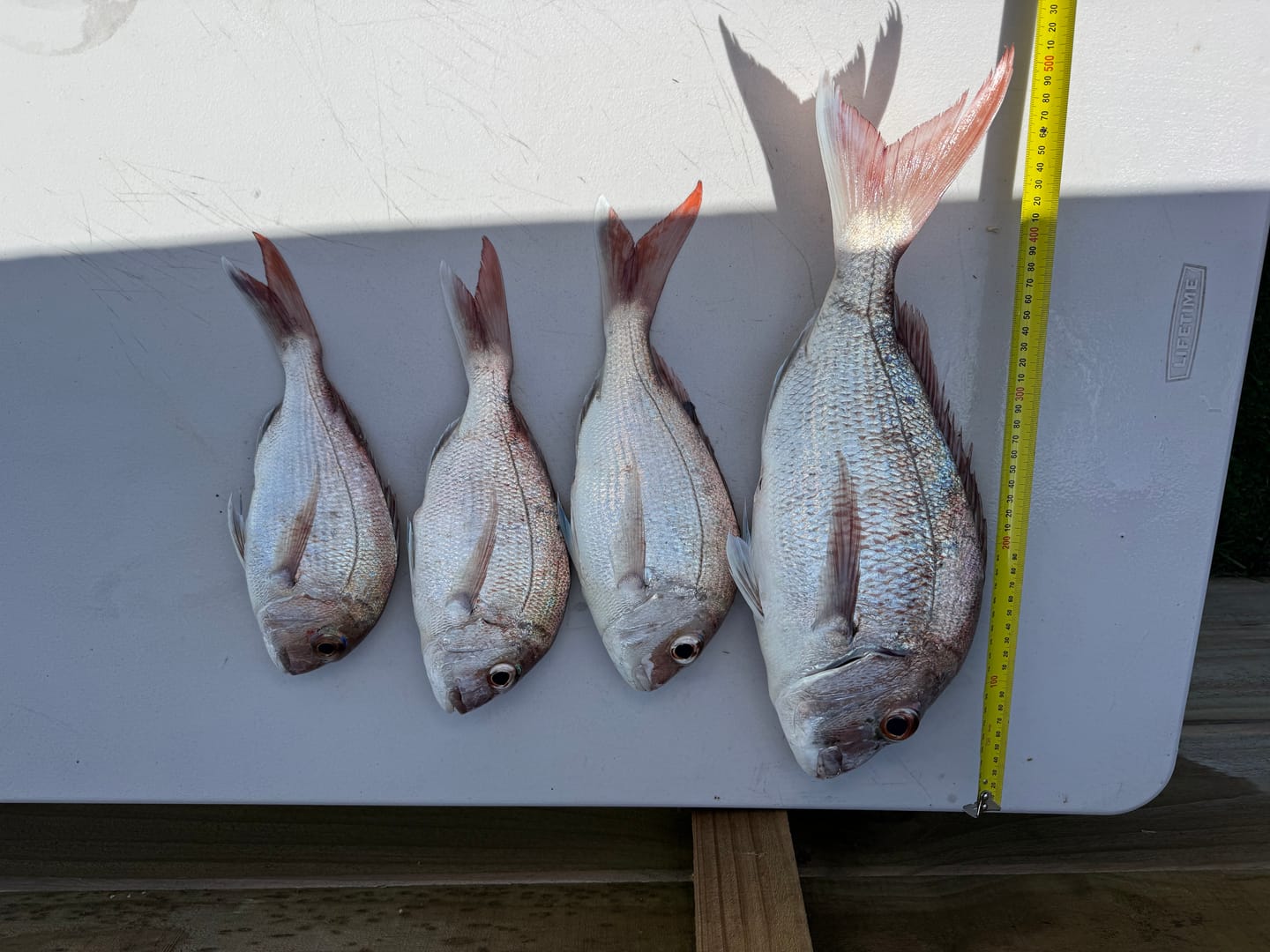 Customer photo review of Ocean Angler - Slider Rigs