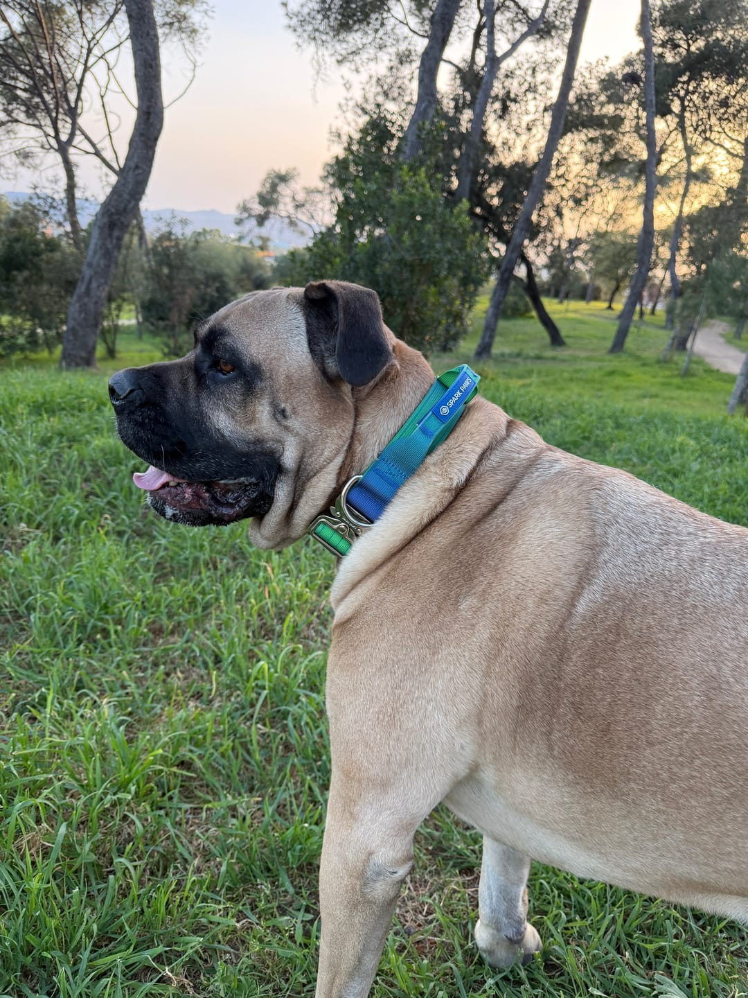 Customer photo review of Comfort Control Collar - Lime Wave