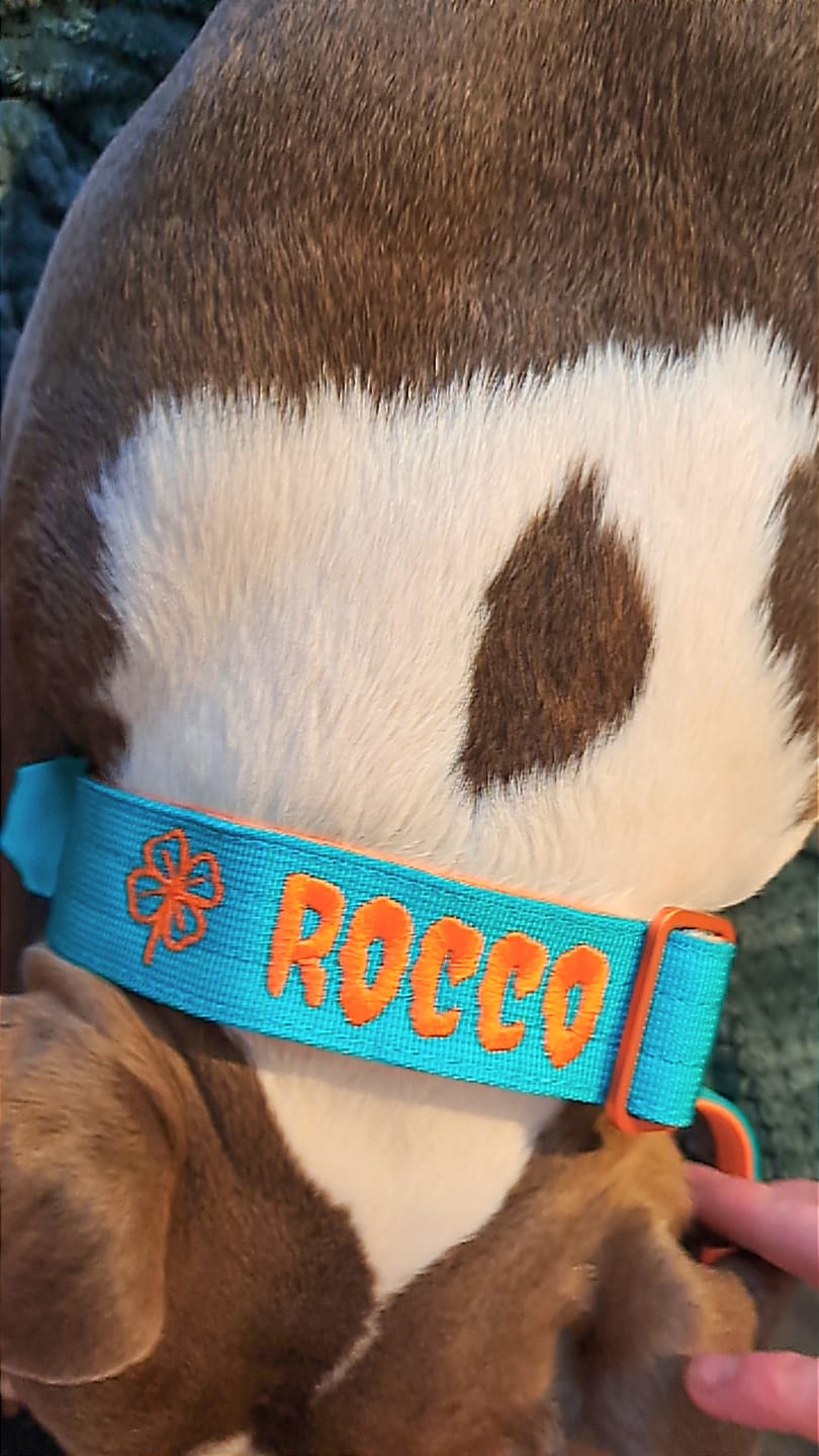 Customer photo review of 4cm LIGHTER Combat® Collar | With Handle Rated Clip - Turquoise & Orange