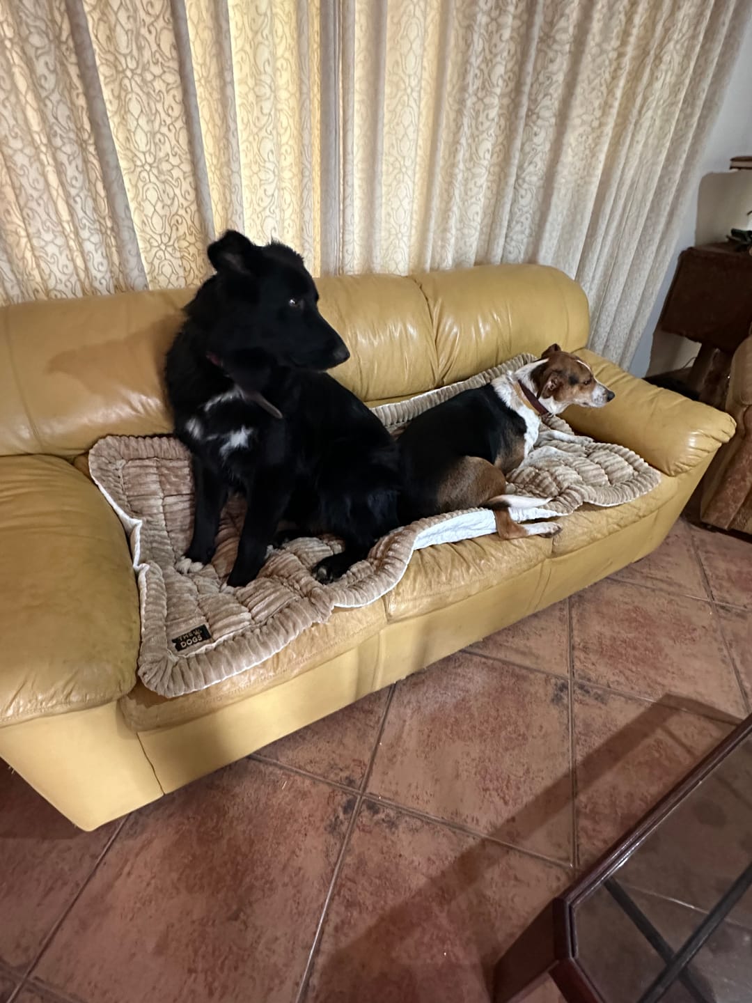 Customer photo review of Majestuoso · Protector Premium para Sofá