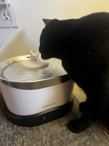 Customer photo review of EverMount Battery-Operated Pet Water Fountain