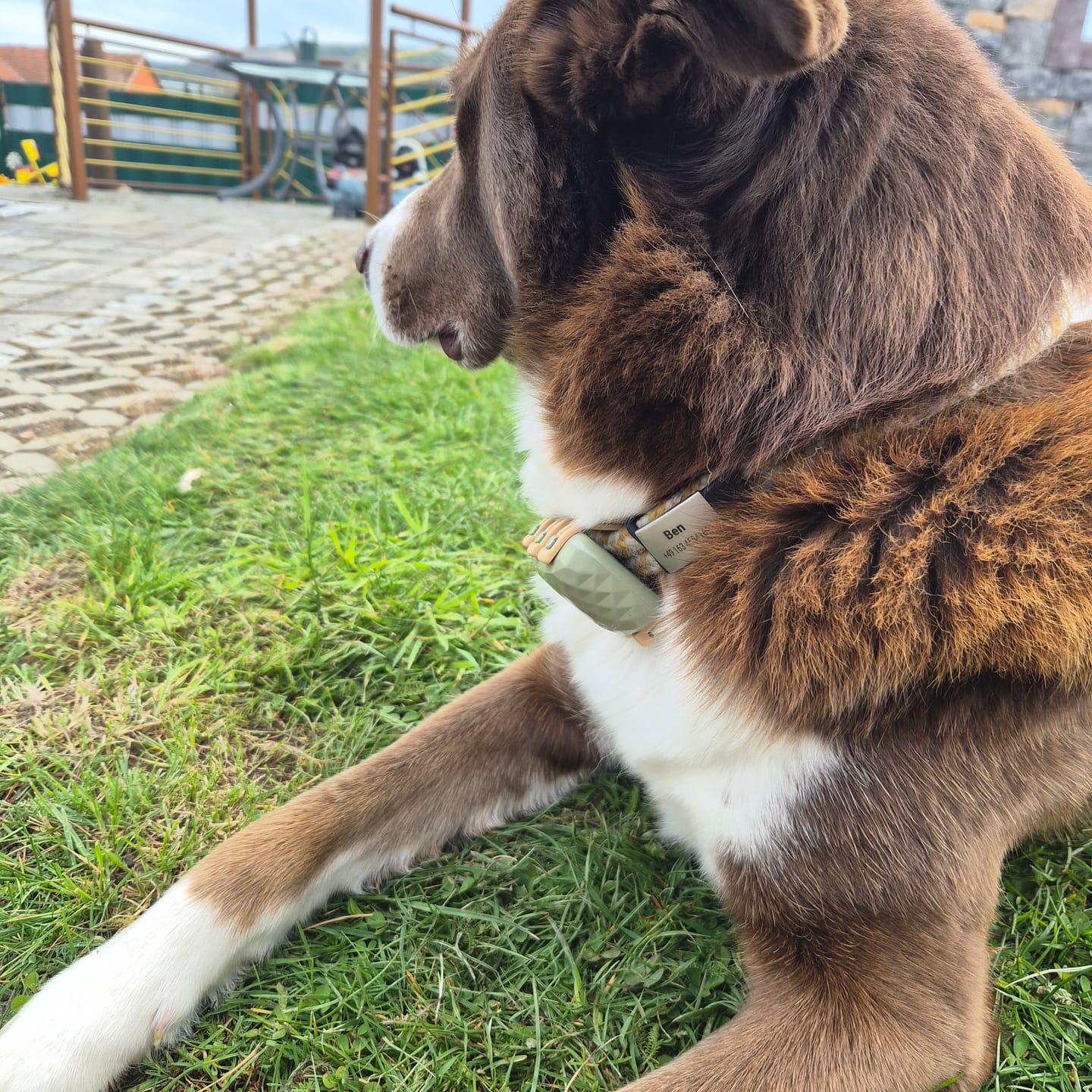Customer photo review of Klapperfreie Hundemarke Silikonslider mit Edelstahl-Schild für Halsbänder inkl. GRATIS Gravur
