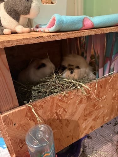 Customer photo review of Meadow Hay Box
