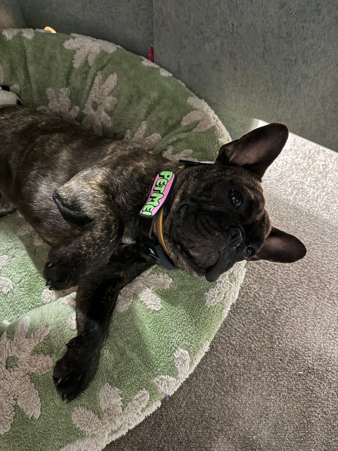 Customer photo review of Earth Heart Jiby Dog Charm