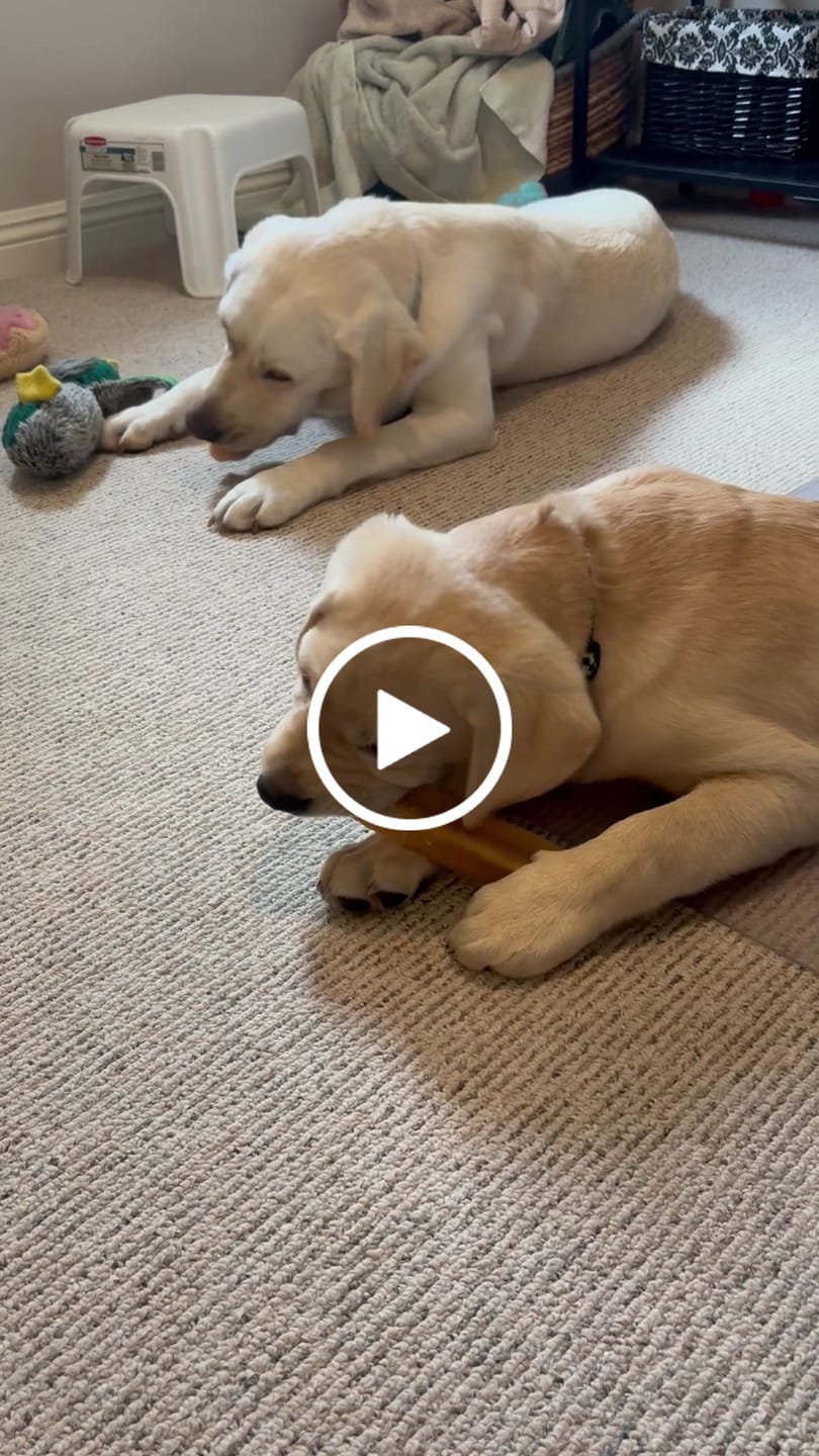 Customer video review of Himalayan Yak Chew (EXTRA LARGE)