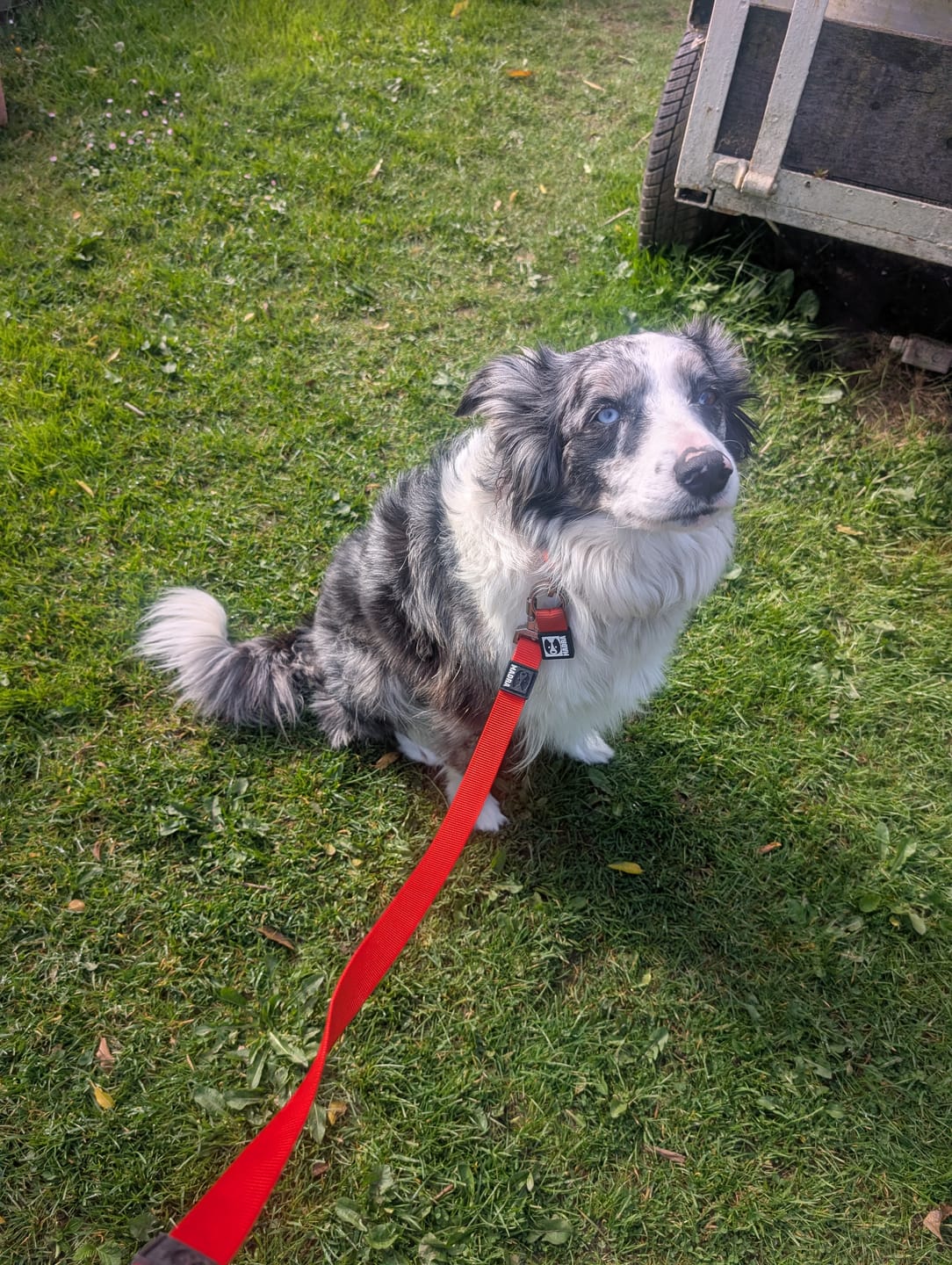 Customer photo review of City collar