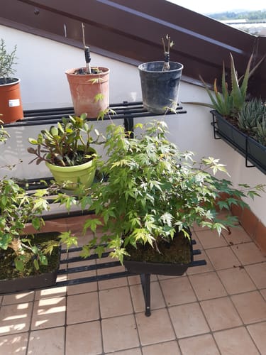 Customer photo review of TNT STARTER TURBO CONCIME PRIMAVERILE BONSAI PREMIUM CB®