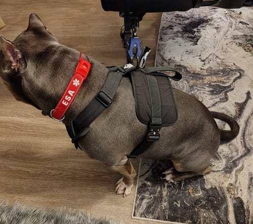 Customer photo review of Matching Black 6' Bully Proof Leash
