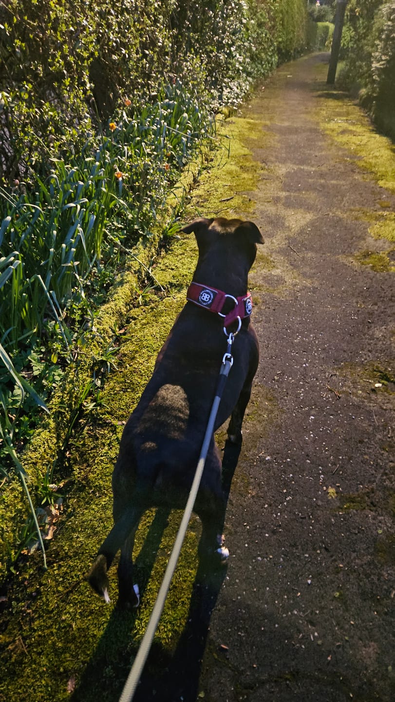 Customer photo review of 5cm Slip on Collar | Foam Padded - Burgundy