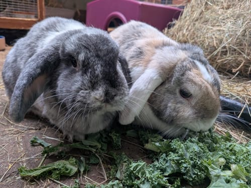 Customer photo review of Meadow Hay Box