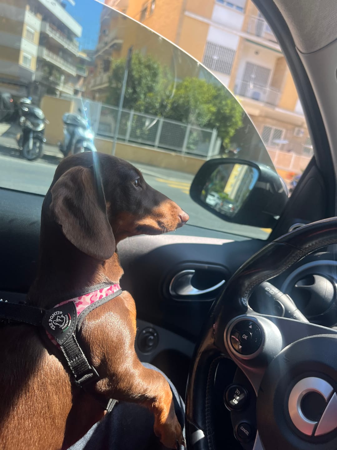 Customer photo review of Crocchette Cute e Manto al Salmone - Cane Adulto - Proteine idrolizzate - Grain Free
