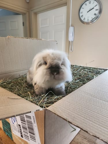 Customer photo review of Orchard Hay Box