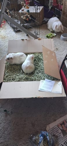 Customer photo review of Timothy Hay Box 'Blend'
