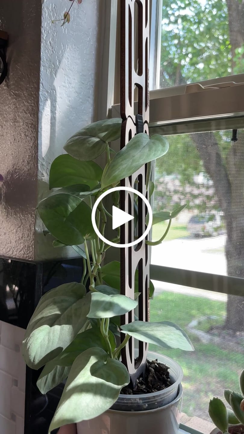 Customer video review of Bella - Extendable Wooden Support for Climbing Houseplants