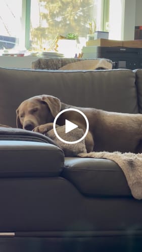 Customer video review of Smoked Beef Marrow Bone